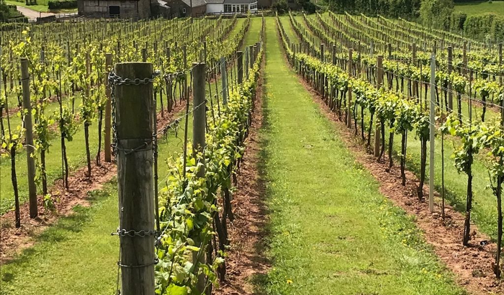 A sunny view of the vines at White Castle Vineyard in Monmouthshire.