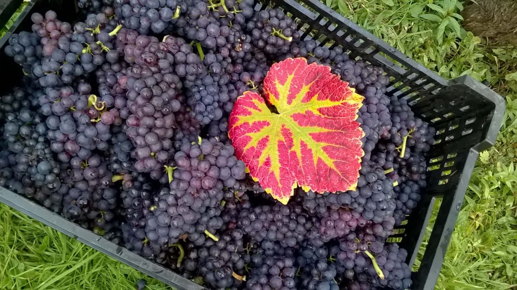 Vineyard hand picked grapes.
