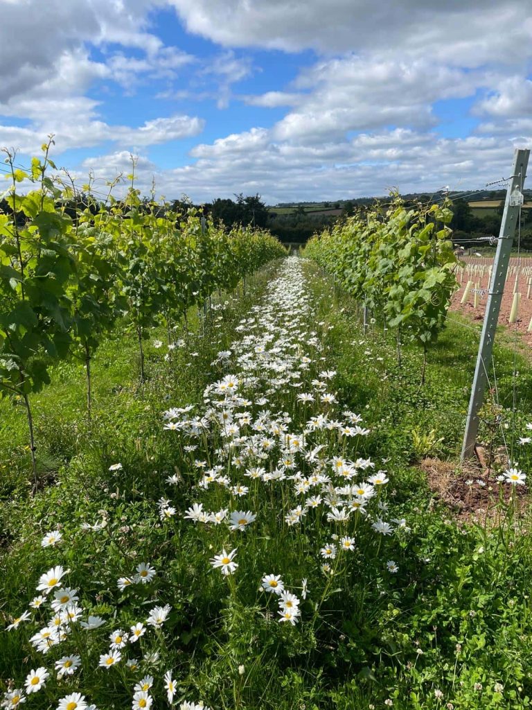 A beautiful carpet of white daisies growing between the lush green vine rows at The Dell Vineyard on a sunny day.