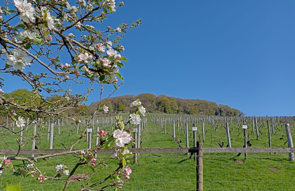 A sunny spring day at Parva Farm Vineyard, with white apple blossoms framing the view of the sloping vines under a clear blue sky.