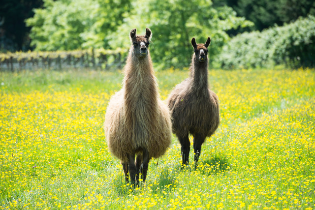 Two Llamas on a sunny field walk.