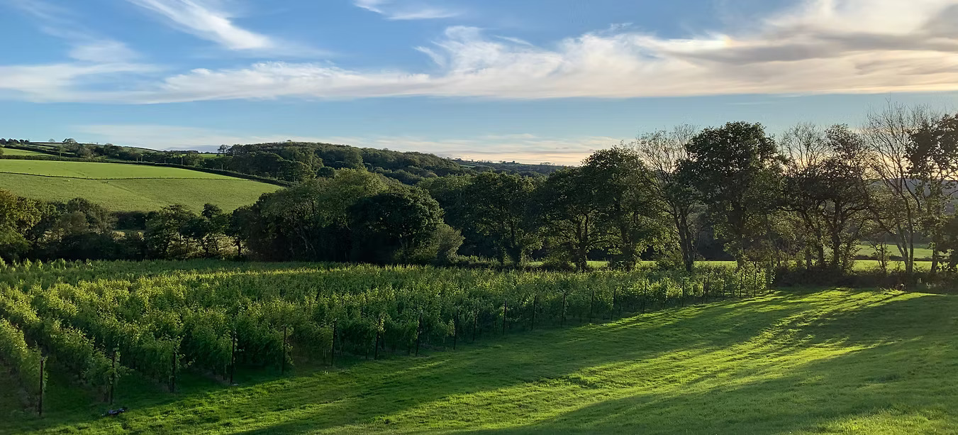 The sun setting over the green vineyard rows at the award-winning Velfrey Vineyard in Wales.