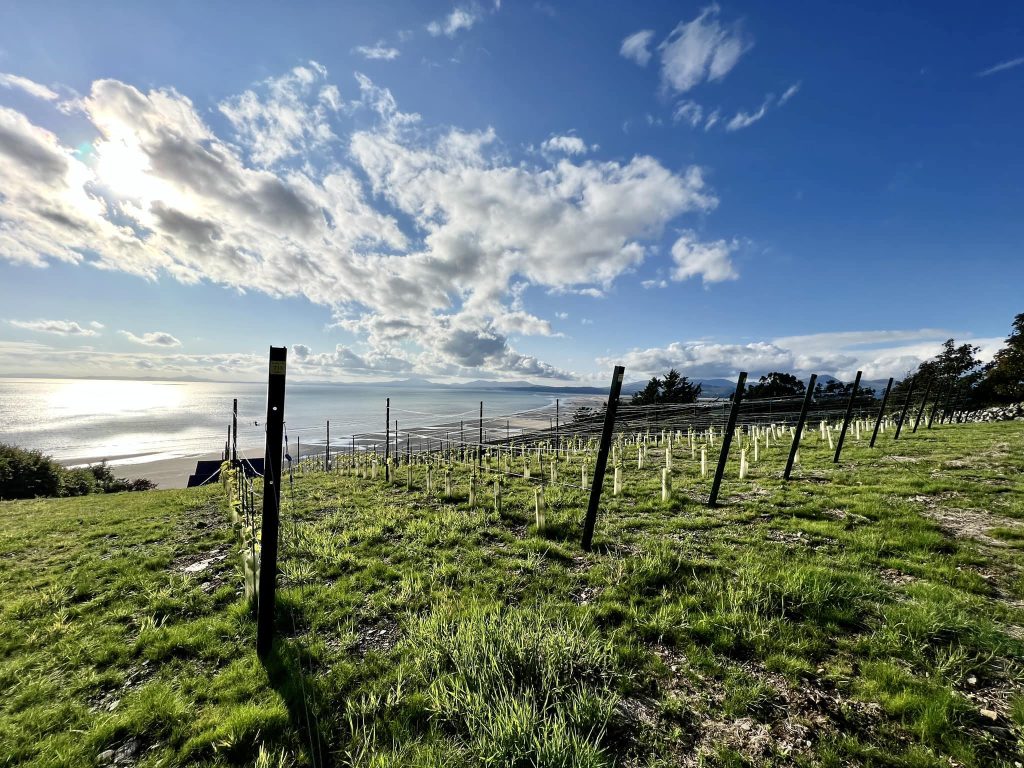 A scenic view from Murmur y Môr vineyard, with rows of young vines on a grassy hill overlooking Tremadog Bay and the mountains of Snowdonia.