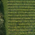 Whinyard Rock Vineyard hero image