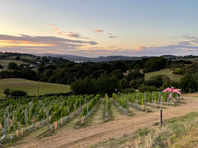 Landscape image of the Cae Popdy vineyard.