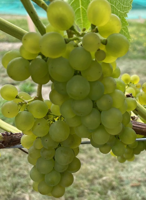 Beautiful bunch of ripe green Cae Popdy grapes on the vine.
