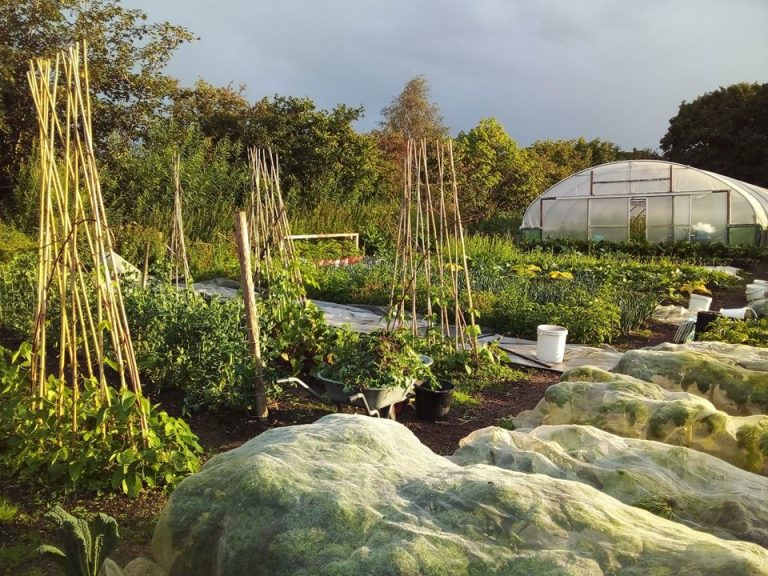 The Vale Grocer market garden